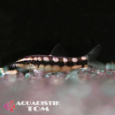 Schachbrettschmerle, Botia sidthimunki